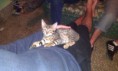 /album/we-still-have-2-available-kittens-visit-us-n-reserve-now-/alpha-leo-1-jpg1/